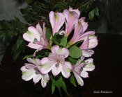 alstromeria-white.jpg