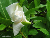gardenia3.jpg